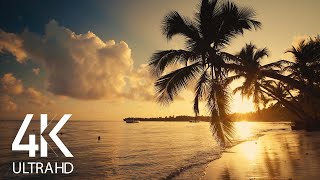 8 HOURS Calm Ocean Waves Sounds  Tropical Beach Sunrise 4K Video [upl. by Larine]