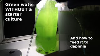 Green Water WITHOUT a Starter Culture  From Scratch  How To [upl. by Enale]