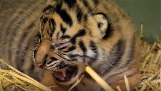 Adorable Tiger Cub Moments Part 1  BBC Earth [upl. by Retsehc]