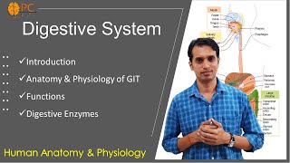 Digestive System Part 1 GIT Anatomy and Physiology and Digestive Enzymes [upl. by Lynnette998]