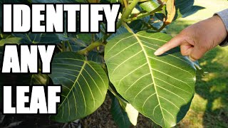 How to Identify Different Leaves Using Structure Types and Shapes [upl. by Iaoh]