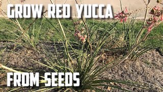 Grow Red Yucca From Seed [upl. by Harlin]