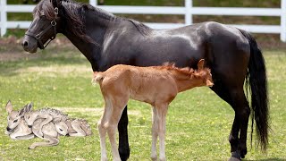 Animals Nursing and Feeding Their Babies  Feeding Milk [upl. by Oker]