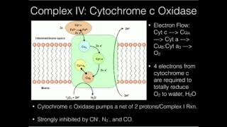 The Electron Transport Chain Complex IV [upl. by Engis551]