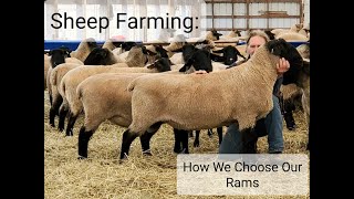 Sheep Farming Suffolk Rams  What We Look For [upl. by Yreme]