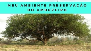 Meu Ambiente Preservação do Umbuzeiro [upl. by Marlon964]