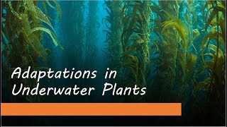 Adaptations in Underwater Plants [upl. by Anilrac]