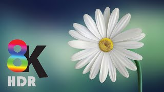 8K VIDEOS  UltraHD HDR 60fps  Blooming Flowers Timelapse [upl. by Negah]