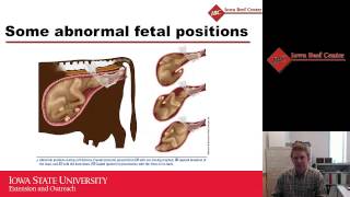 Calving Management in FirstCalf Heifers and Beef Cows [upl. by Rednasxela]