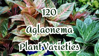 120 AGLAONEMA PLANT VARIETIESCOLLECTION 🌱 [upl. by Itnavart509]