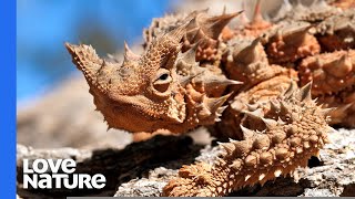 Thorny Devil Lizard Australia’s Tiny Dragon [upl. by Anaitsirhc]