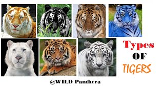 All Types Of Tiger  All Living SubSpecies Of Tigers [upl. by Eerhs]