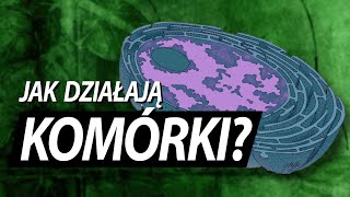 Komórka jak ogromna fabryka [upl. by Ecnerual67]