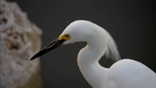 Snowy Egret or Great Egret [upl. by Witkin685]