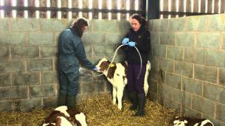 Colostrum feeding  brought to you by AHDB Dairy [upl. by Treblihp]