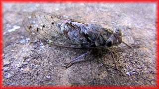 Cicadas sound in Provence Chant des cigales en Provence France HD videoturysta [upl. by Aiciles]