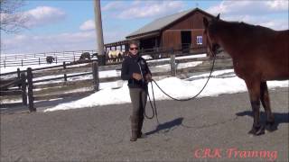 Basic Body Language with Horses [upl. by Elleinahc]