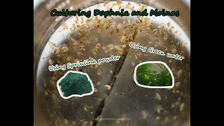 How To Culture Daphnia and Moinas using Green Water Spirulina powder [upl. by Irahk]