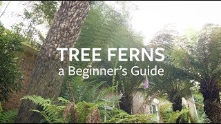 How to look after Tree Ferns  Grow at Home  RHS [upl. by Sinegold]