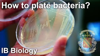 Bacterial Isolation on Petri Dish  Biology Lab Techniques [upl. by Ecirual]