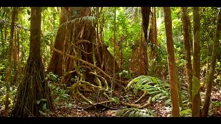 Amazon jungle documentary national geographic [upl. by Irrep]