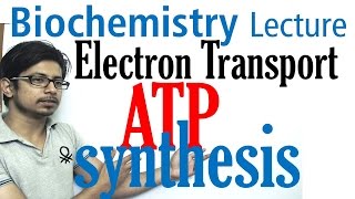 Electron transport chain and ATP synthesis [upl. by Torrance]