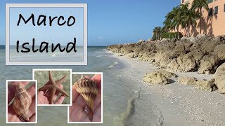 Florida Shelling at Marco Island Virtual beach combing and low tide treasures and critters [upl. by Baumbaugh]