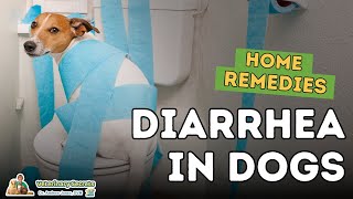 Diarrhea in Dogs How To Quickly Treat At Home [upl. by Tamaru]