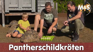 Pantherschildkröte  Stigmochelys pardalis Geochelone  Reptil TV [upl. by Nuaj92]