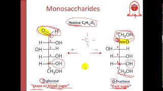 Biochem Second  dr Nisreen  Carbohydrate 1 الجزء الأول [upl. by Oigres]