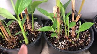 Growing WHITE GINGER LILY  Hedychium Coronarium Part 2 [upl. by Runkel]