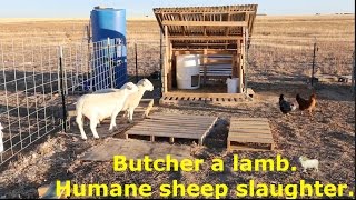 Butcher a lamb Humane sheep slaughter MUST WATCH Sanchez Fun [upl. by Haydon]