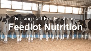 Raising CalfFed Holsteins Feedlot Nutrition [upl. by Lehcer]