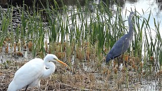 Heron v Egret [upl. by Lonna]