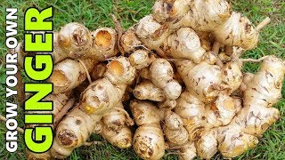 How to Grow GINGER In Beds Containers amp Different Climates [upl. by Aileon894]