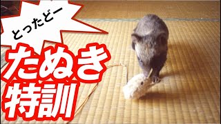 タヌキの赤ちゃんを野生に返すため特訓してみたRaccoon dog special training [upl. by Vilma674]