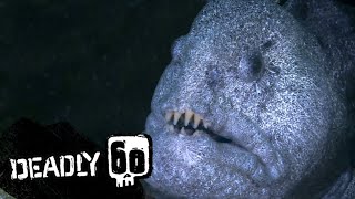 A TERRIFYING Wolf Eel  Deadly 60  BBC Earth Kids [upl. by Aenit591]