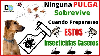 Ninguna PULGA Sobrevive a Estos Insecticidas Naturales  INSECTICIDA DE PULGAS [upl. by Enirehtac]