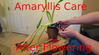 Amaryllis Care After Flowering [upl. by Dihahs198]