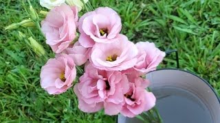 How Im Growing Lisianthus from Seed  Seed Starting Lisianthus  CutFlower Farm  Lissies [upl. by Guenzi679]