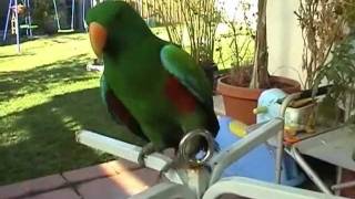 Talking Whistling Eclectus amp Pet Lorikeet [upl. by Aisyle445]