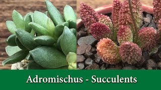 How to Grow Adromischus a rare and fascinating group of succulents [upl. by Aneeuqal]