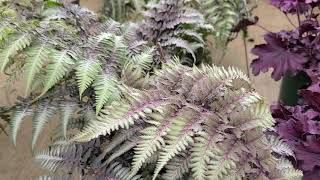 Athhyrium pictum Japanese Painted Fern  COLORFUL foliage for shade [upl. by Christalle990]