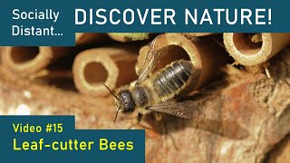 What are Leafcutter Bees  Discover Nature 15 [upl. by Ahsiel]