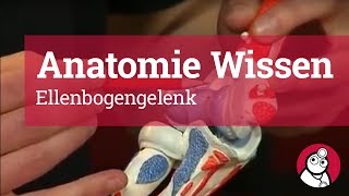 AnatomieWissen Ellenbogengelenk [upl. by Farkas844]