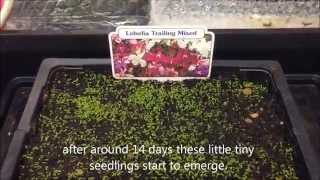 Trailing Lobelia mixed from seed Growing information and help [upl. by Maurili]