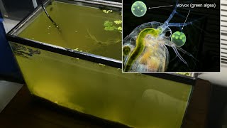 Raising Daphnia for the Freshwater Aquarium [upl. by Sidnala634]