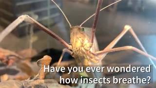 How do insects breathe [upl. by Gen]