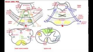 Pons simplified sections of internal structure [upl. by Screens]