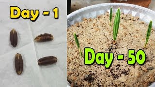 DATE SEED GERMINATION  How to Grow Date Palm Tree from Seed  Date Palm Plant  Sprouting Seeds [upl. by Woodford770]